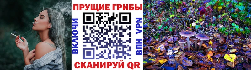 Галлюциногенные грибы Psilocybe  Сельцо 